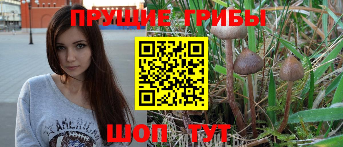 Псилоцибиновые грибы Cubensis Великий Устюг